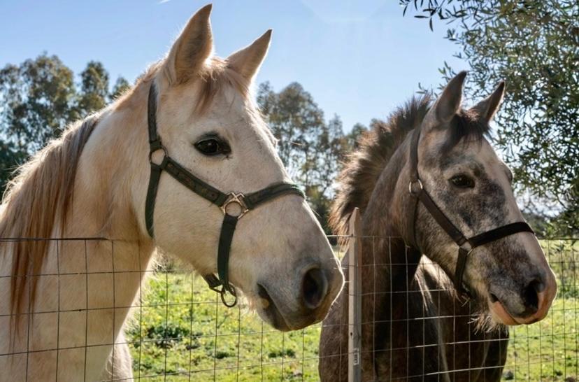 Casa Provence Family & Friends Mare & Natura Alghero Kültér fotó